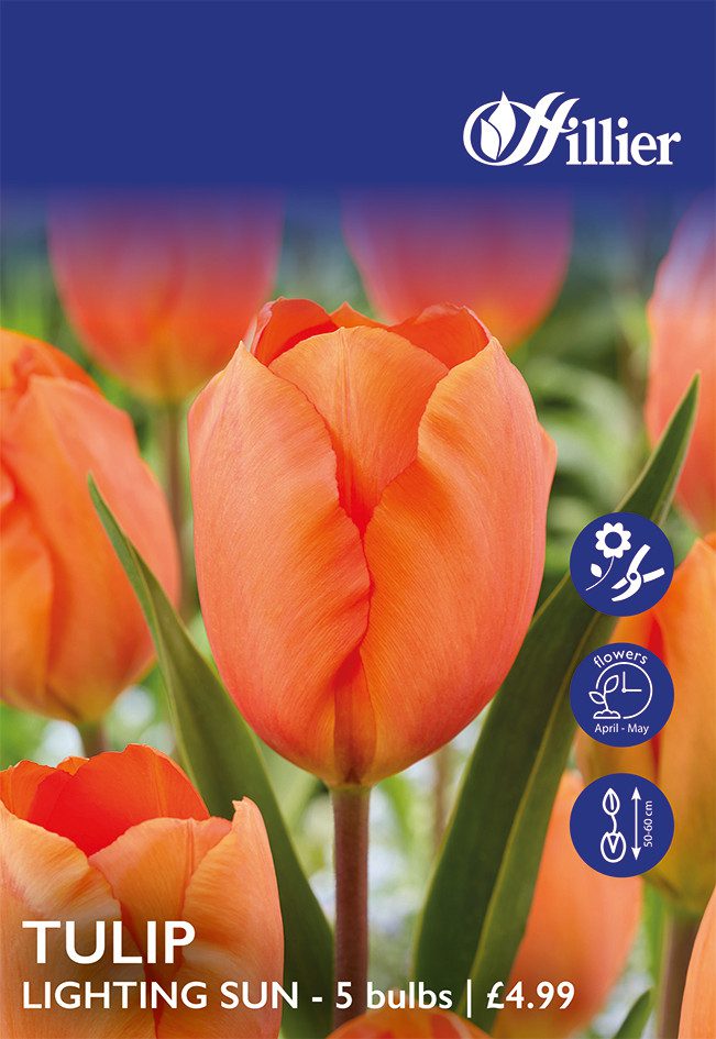 8718641999738 1 Tulip Lighting Sun Bulbs.jpg